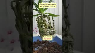 Орхидея. Пересадка и обработка . Часть 1. #цветы #орхидеипересадка #orchidcare #orchid #орхидеи