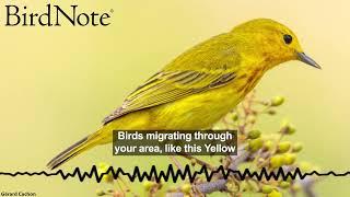 Helping BirdNote Continue Its Journey