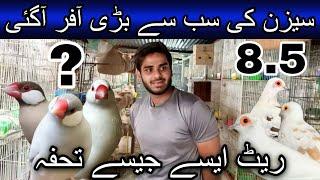 Season ane se pehle offers ana start  | Java | Pied dove | Love birds | | Lalukhet birds market