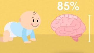 How DHA Benefits Your Child’s Brain Growth | What is DHA? | Enfamil A+ Canada