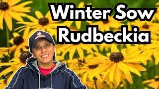 WINTER SOW Rudbeckia | Black Eyed Susan Plant Profile & Grow From Seed || Budget Gardening