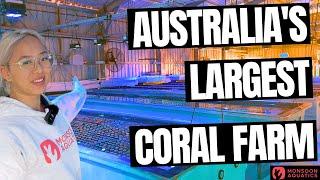 Australia's Largest Coral Farm - Full Tour!