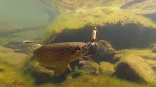 brook trout in river