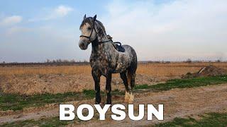 BOYSUN SOTILADI TOSHKENTDA! OT UZBEKISTAN! HORSE FOR SALE!