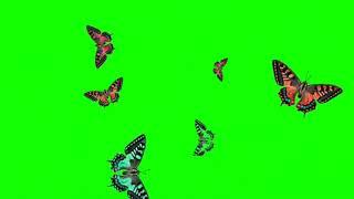 Green screen Butterfly effect status video #short