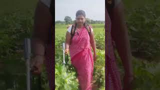 #village vibe farming | kalyani official 3 | Telugu funny videos 