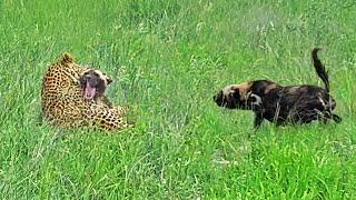 Leopard Paralyzes Wild Dog as Pack Fights Back