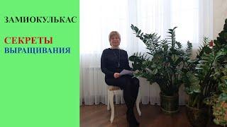 Замиокулькас.  Секреты выращивания.