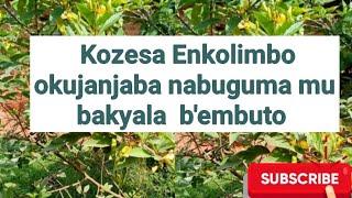 Enkolimbo ewonya nabbuguma mu bakyala b'embuto