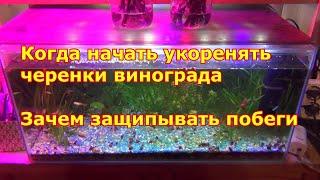 Когда укоренять черенки винограда.  Зачем защипывать побеги