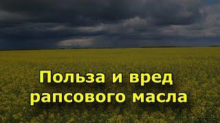 Польза и вред рапсового масла.  Вред рапсового масла