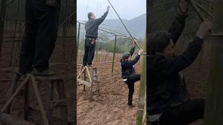 Amazing Building a Bamboo Greenhouse #satisfying @HappyFarm85