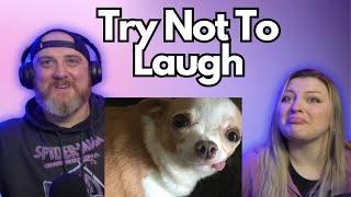 UNUSUAL MEMES COMPILATION V252 | HatGuy & @gnarlynikki Try Not To Laugh