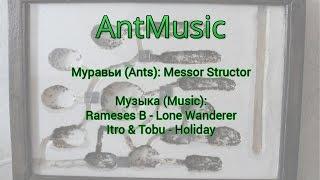 AntMusic #1