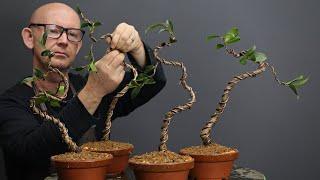 Making literati style Camellia bonsai