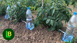 Einfaches Tropfbewässerungssystem - fast kostenlos für jeden möglich