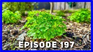 How I Select the Strongest Plant Seedlings  (Ep. 197)