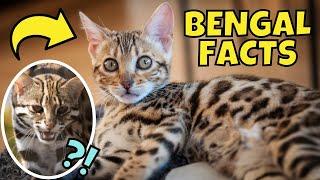 14 Facts About Bengal Cats (#2 is Controversial)