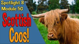 Spotlight 8 Culture Corner 5. Scottish Coos