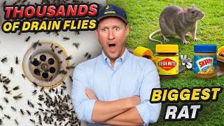 The TRUTH of getting rid of rats & drain flies FAST!