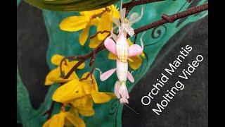 Orchid Mantis Molting - educational video and time-lapse about this vulnerable moment in mantis care