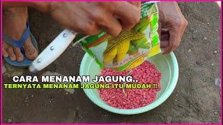 Cara Menanam Jagung Manis