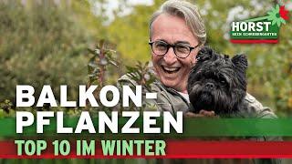 10 winterharte Pflanzen für den Balkon in der Sonne und im Schatten | Horst sein Schrebergarten