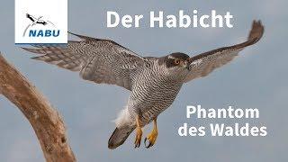 Der Habicht: Vogel des Jahres 2015