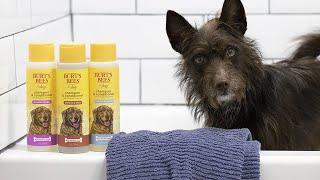 Burt's Bees Dog Shampoo Safe? 2023 Update Review
