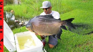 CATCHING Wild GIANT PACU FISH with MASSIVE NET!