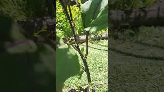 Ichiban Japanese Eggplant growing strong with thick hardy trunk for its base with roots to follow!