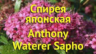 Спирея японская японская Anthony Waterer Sapho. Краткий обзор spiraea japonica Anthony Waterer Sapho