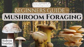 Beginners Guide to Wild Mushroom Foraging - 2024