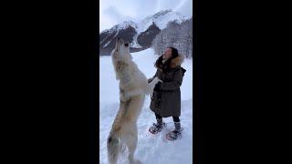 Howling with a Gigantic White Wolf