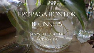 HOUSEPLANT 101 | Introduction to propagating plants. Propagation for beginners