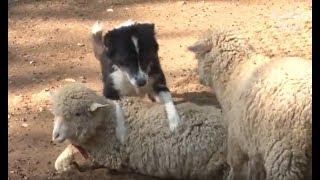 Dog Harasses Sheep | Kritter Klub