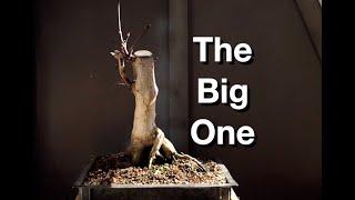 The Big One Gets Its Pot:  Dave's Bonsai E386
