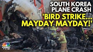 Jeju Airline Pilot Had Reported Bird Strike Before Crash: South Korea Officials | N18G | CNBC TV18