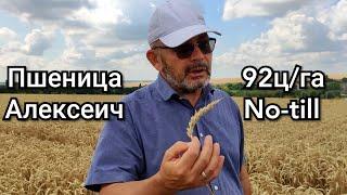 Системный подход к выращиванию пшеницы Андрея Бедненко