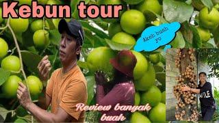 Panen rame2 bersama bestie2 di kebun ku ‼️Buah apple  Futsa,Plum,Kepal si buah sultan part-1