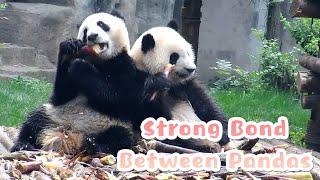 A Really Good Chemistry Between Pandas | iPanda