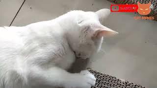 best funny animal videos 2022   funniest cats and dogs videos  V   98 R