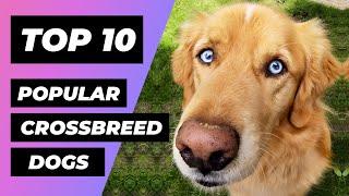TOP 10 Most Popular CROSSBREED Dogs In The World | 1 Minute Animals