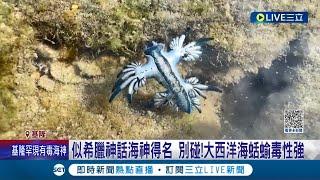 罕見"海神"現基隆! 7隻大西洋海蛞蝓超夢幻 似希臘神話海神得名 別碰!大西洋海蛞蝓毒性強│記者 林俊華 林芹瑜│【LIVE大現場】20231122│三立新聞台