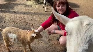 Virtual Petting Zoo Tour