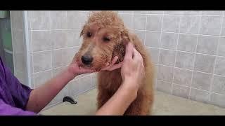 Golden Doodle Puppy dog breed, 1st groom, body groom, holding techniques, no restraints