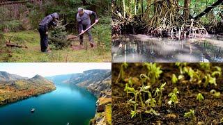 Carbon Forestry | Nature-Based Solutions | Emergent Ventures India