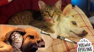 Cats VS Dogs: The Ultimate Battle of Love and Hate! #cat #dog #funny