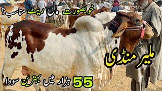 Malir Mandi Karachi Cattle Rates Update | 21 November 2023 |  Cow Mandi 2024