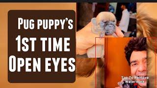 Pug puppy open eyes 1st time 